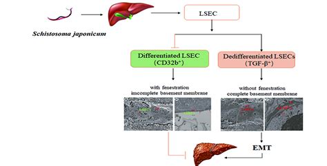 Pathological Changes in Hepatic Sinusoidal Endothelial Cells in ...