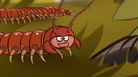 了不起的小虫子第一季 第07集“百足虫” 蜈蚣