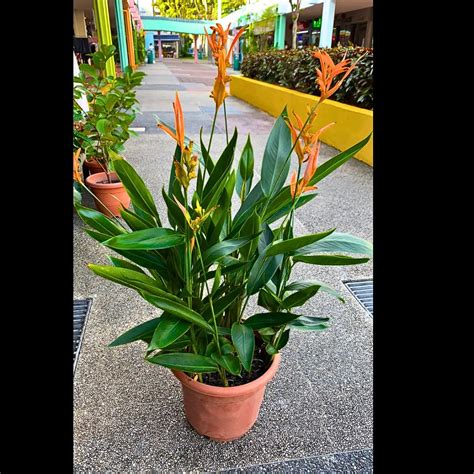 Heliconia 'American Dwarf' - Plant – Lalit Enterprise