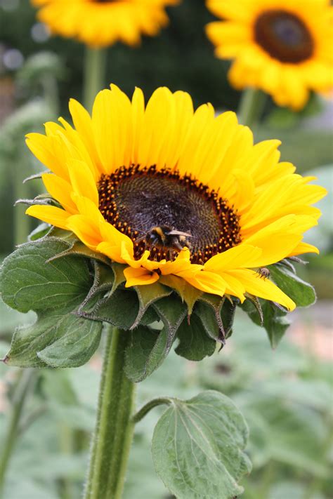 Helianthus annuus