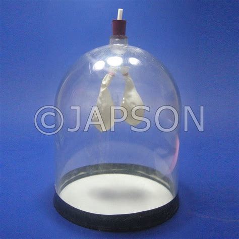 Model, Lung Demonstration – japson.com