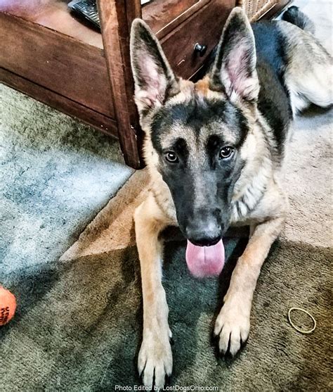 Craigslist Albany Pets Craigslist Memphis Tn Pets - asbestosis-centres