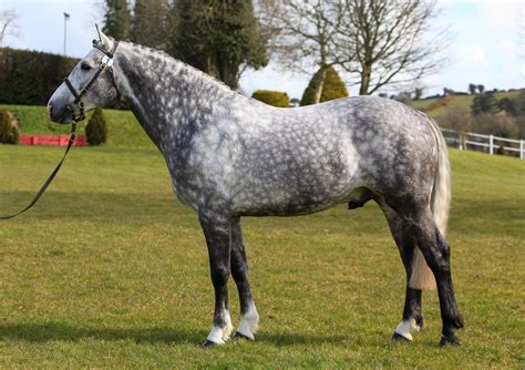 What Breed Of Horse Was The Original Silver at Leonard Gagliano blog