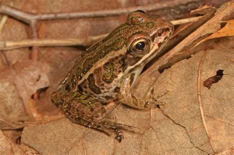 Image result for Cheapickle Frog