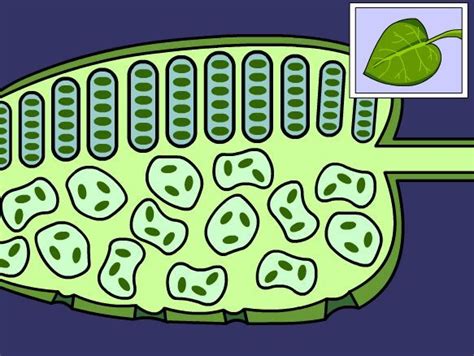 Biology Plants 的图像结果