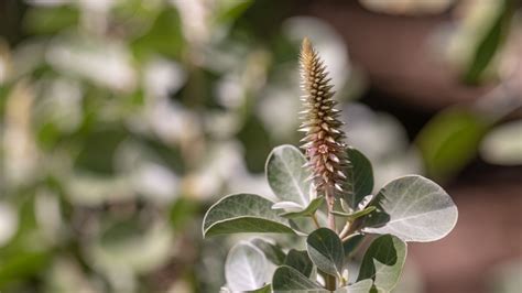 Ewa hinahina | FWS.gov