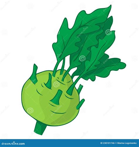 Kohlrabi Nutrition Facts And Health Benefits Infographic Cartoon Vector | CartoonDealer.com ...