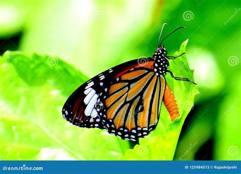 Stripe Tiger Butterfly stock image. Image of natural - 125984573