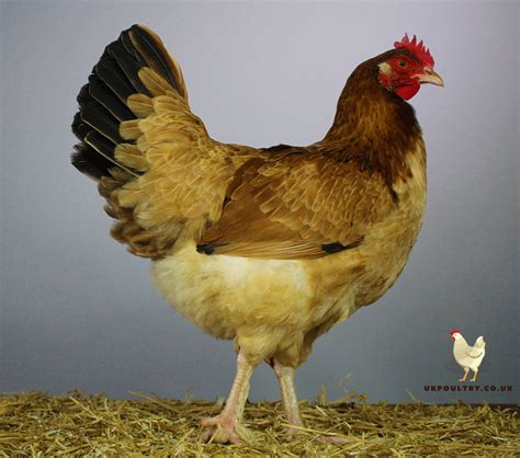 6 Quality French Wheaten Maran Fertile Hatching Eggs | UK Poultry – UK ...