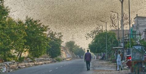 Can Locusts Be Eaten? If Yes, Should We Consume Them To Stop Locust ...