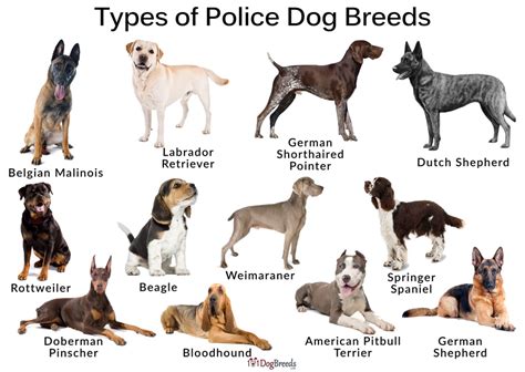 Image result for Code.org Direction