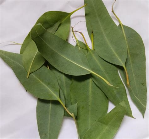 Nilgiri Thailam leaf 250 g : Amazon.in: Health & Personal Care