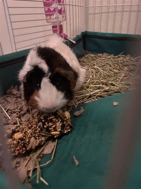Buying Guinea Pigs In Pairs at Marion Ohara blog