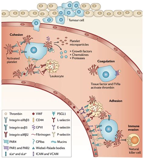 Process Body 的图像结果