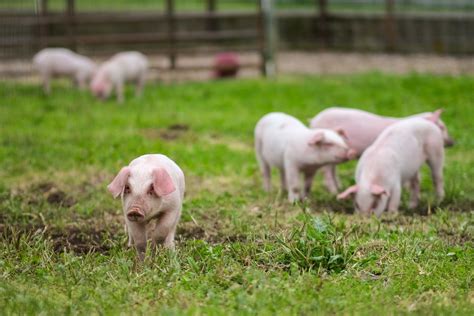 May Farm Fest, 10052 Reading Rd, Cincinnati, OH, United States, Ohio ...