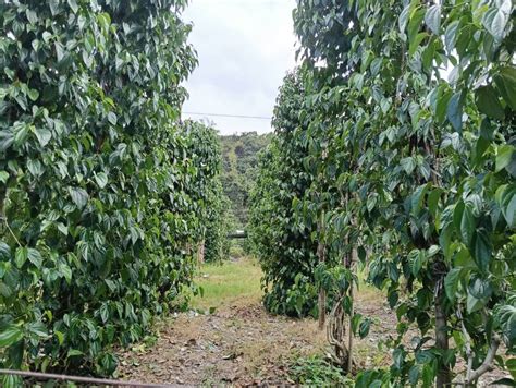 小区126人减1050斤最新素材