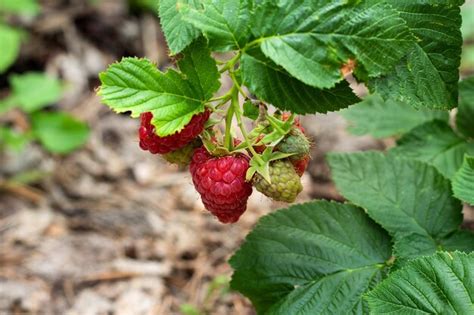 Red Raspberry Bush 的图像结果