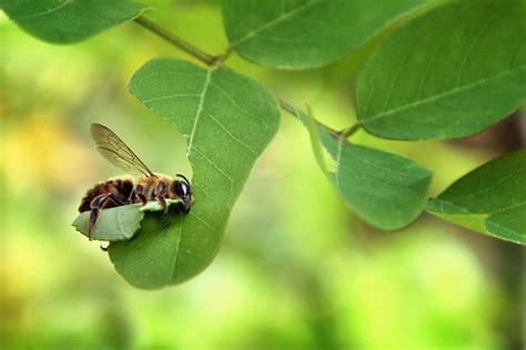 Image result for How to Control Leaf Cutter Bees