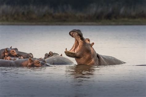 Are Hippos Dangerous?