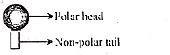 The lipid molecules present in plasma membrane have polar heads and non ...