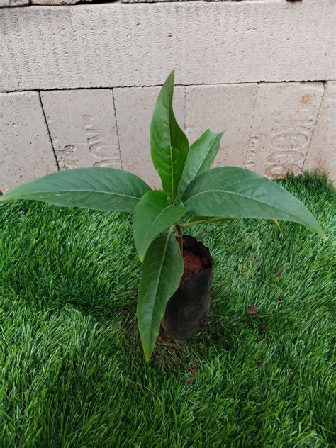 Alphinia officinarum / Sitharathai – Gardenpro Store