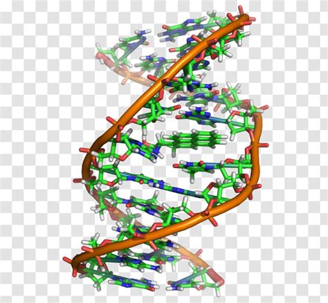 Image result for Nucleic Acid Structure