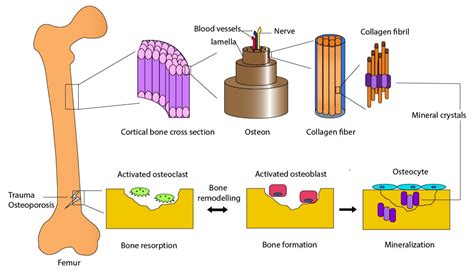 Toughening of Bioceramic Composites for Bone Regeneration