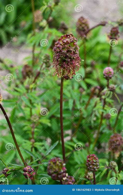 Salad Burnet Sanguisorba Minor Flower.Salad Burnet - Latin Name ...