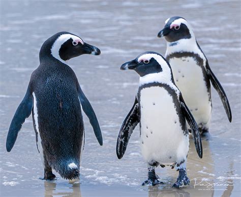 Photographing The Endangered South African Penguins | Ron Soliman Fine Art