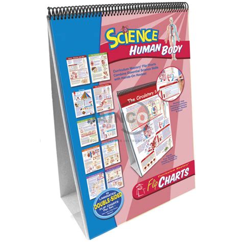 Human Body Flip Chart India, Human Body Flip Chart Manufacturer, Human ...