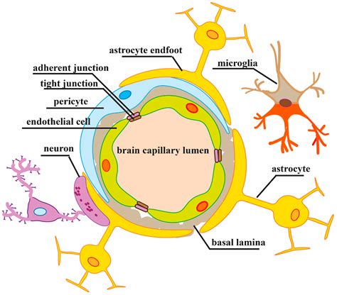 Mechanisms of Blood–Brain Barrier Protection by Microbiota-Derived Short-Chain Fatty Acids