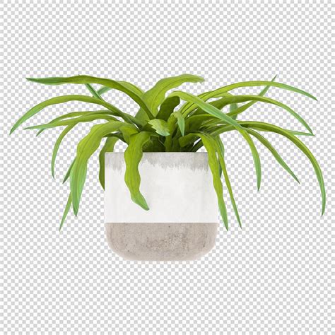 Pflanze PSD, Pflanze PNG, Pflanze transparenten Hintergrund ...