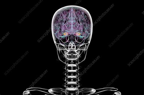 Image result for Amygdala Example