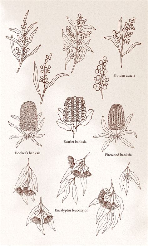 Line art Australian native flowers | Flower line drawings, Native tattoos, Australian native flowers