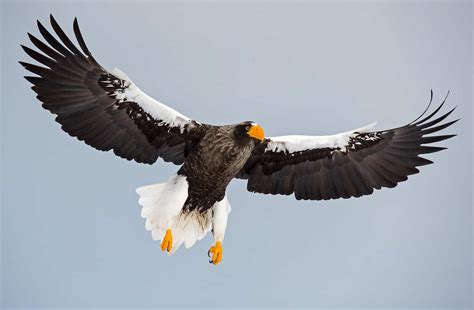 Hokkaido Series - Steller's Sea Eagles of Hokkaido - Finnature - Get ...