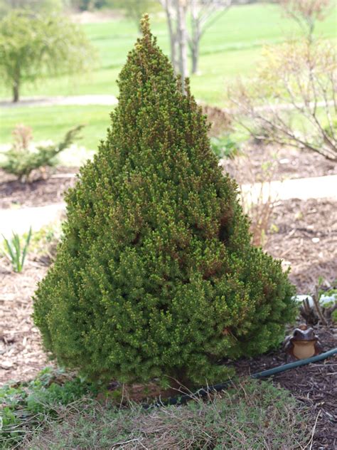Dwarf Alberta Spruce Shrub (1 Gal) - Aromatic and soft evergreen folia ...