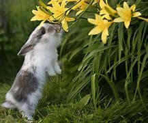 Image result for Rabbit and Flowers Spring