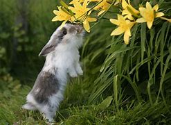 Image result for Rabbit Emerging into Spring