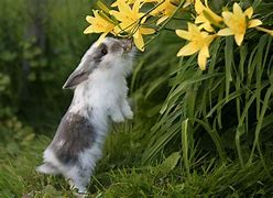 Image result for Spring Bunny Pictures