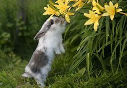Image result for Spring Flowers and Bunny Poster