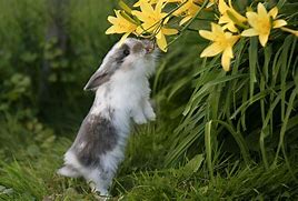 Image result for Spring Bunny JPEG