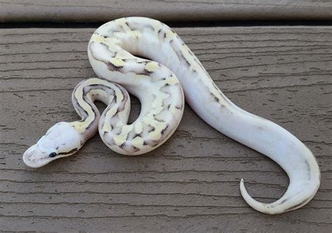 Image result for Super Fire Ball Python