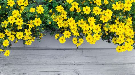 [100+] Yellow Aesthetic Flower Desktop Wallpapers | Wallpapers.com