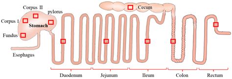 Small Intestine: Duodenum Pig