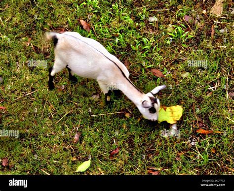 A small white goat with distinctive black markings on its skin, grazes ...