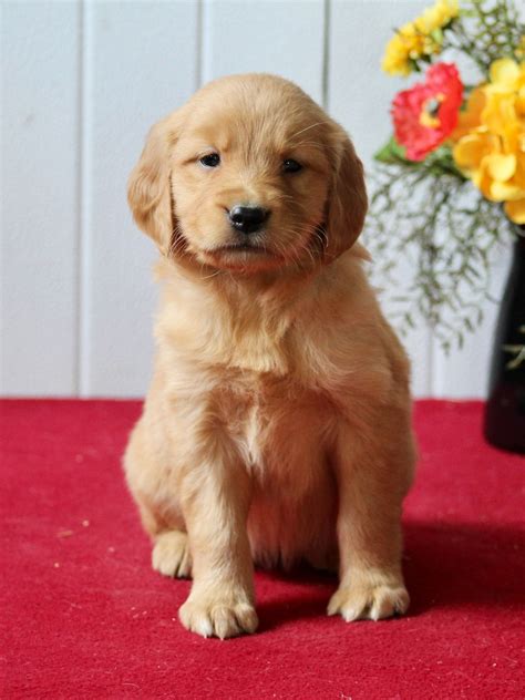 Eva- Female Golden Retriever — Cottontown Companions