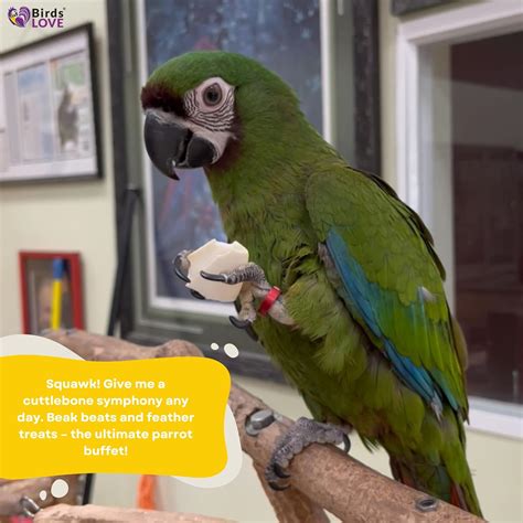 BirdsLOVE Birds LOVE Natural Cuttlebone for Birds & Reptiles India | Ubuy