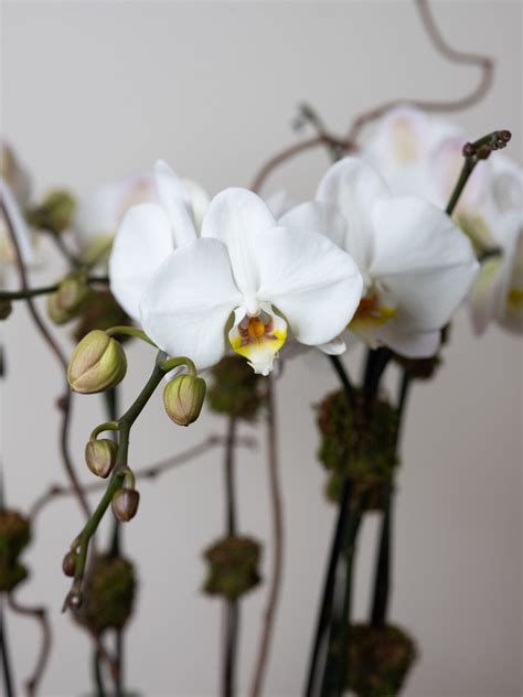 Large Orchid Potting