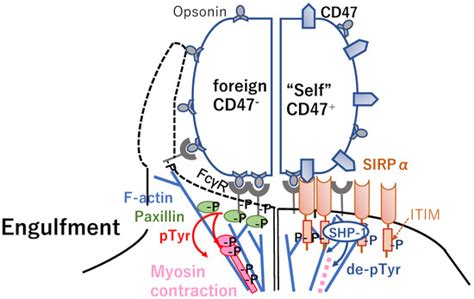 Approaches of the Innate Immune System to Ameliorate Adaptive ...