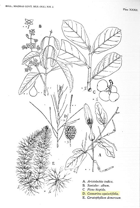 Herbarium JCB